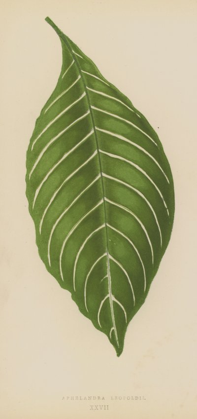 Aphelandra Leopoldii - English School